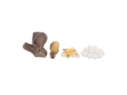 Mali modelo de Ciclo de Vida de Caracol Brinquedo Educativo Crescimento Inseto Infantil