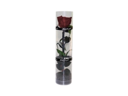 Omni rosa Preservada Real, Flor Eterna com Caule e Folhas Verdadeiras, Duradoura e Radiante Claret