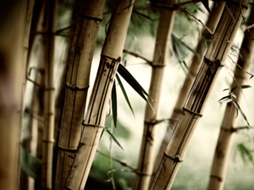 Papel de Parede ARTGEIST Fog And Bamboo Forest (350x270 cm)