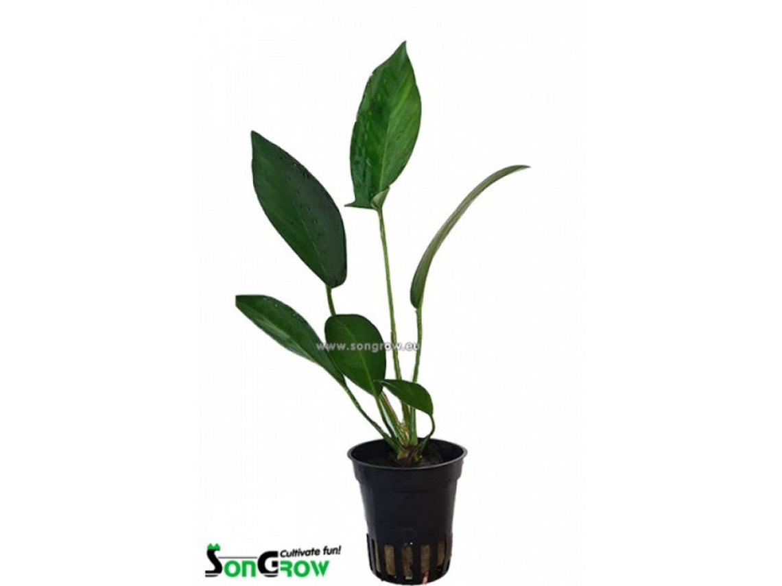 Anubias Hastifolia