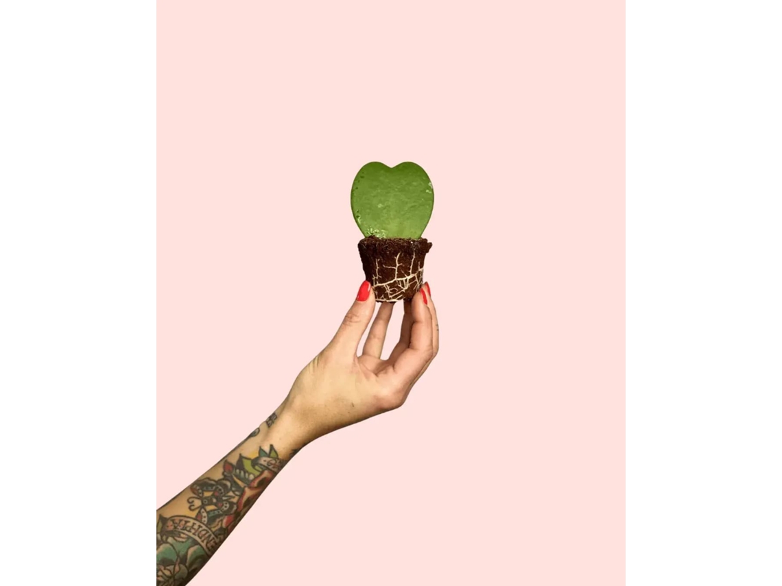 Hoya Kerrii Mini 6 Cm | Planta Coração Pet Friendly | Pur Plant