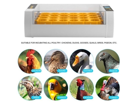 Incubadora Automática 24 Ovos Display Digital Plug UE OUTAD