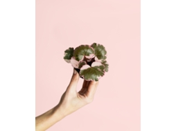 Saxifraga Variegata Pink Mini | Planta Natural De Interior Pendente Com Folhas Verdes E Bordas Rosadas | Pur Plant