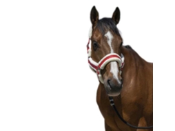 Cabeçada Cosy Vermelho Cobnorton Equestrian