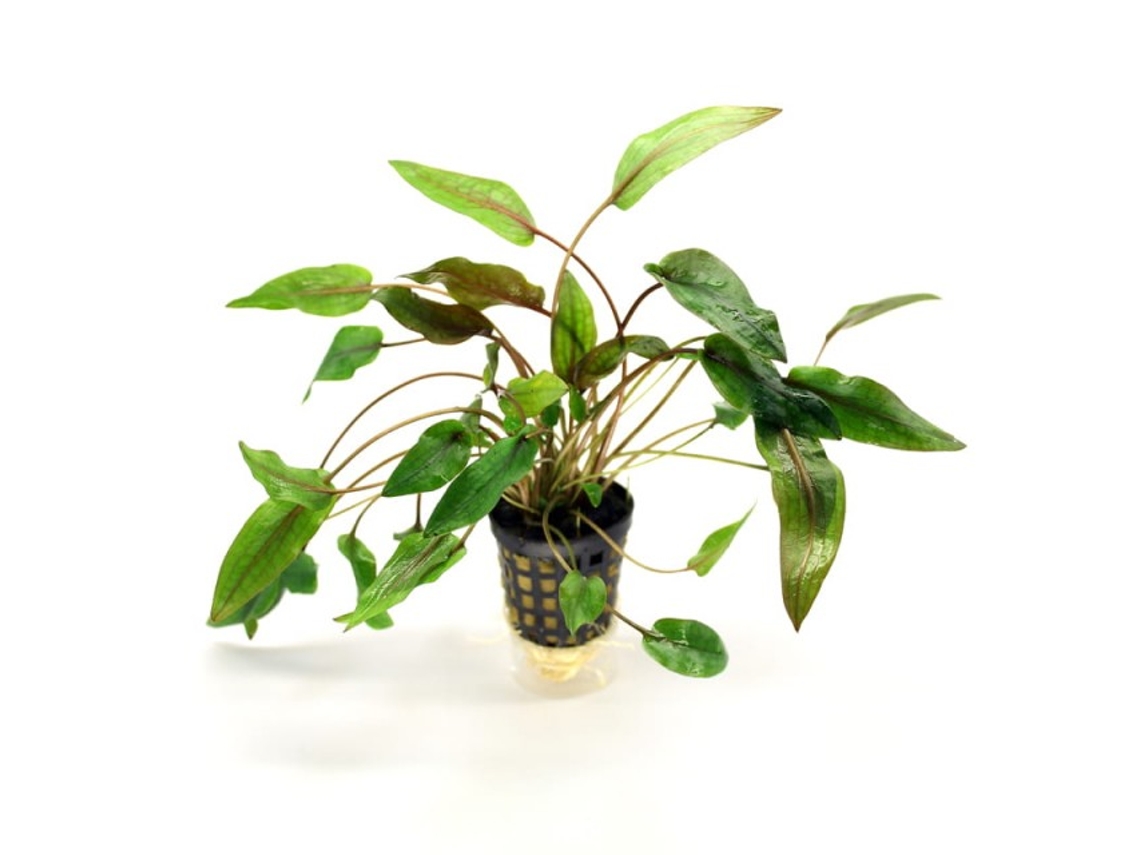 Cryptocoryne Beckettii
