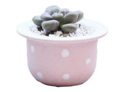 Macetas De Suculentas Mini - Modernas - Cactus - Cerámica - Decoración Interior Hogar Oficina (rosa)