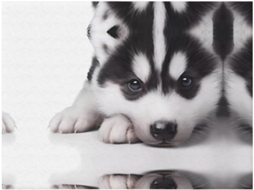 Colcha de Flanela com Estampa Cachorro Husky Macia e Aconchegante para Sofá Quarto 127 X 101 Cm, Macio, Quen