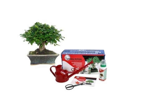 Pack Básico De Iniciação Ao Bonsái Carmona Microphylla 5 Anos