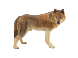 Coleção De Figuras De Animais Selvagens Simulados Brinquedo Decoração Ornamental (2)