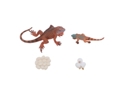 Conjunto De Modelos Do Ciclo De Vida Da Iguana Pvc Realista Brinquedo Educação Infantil