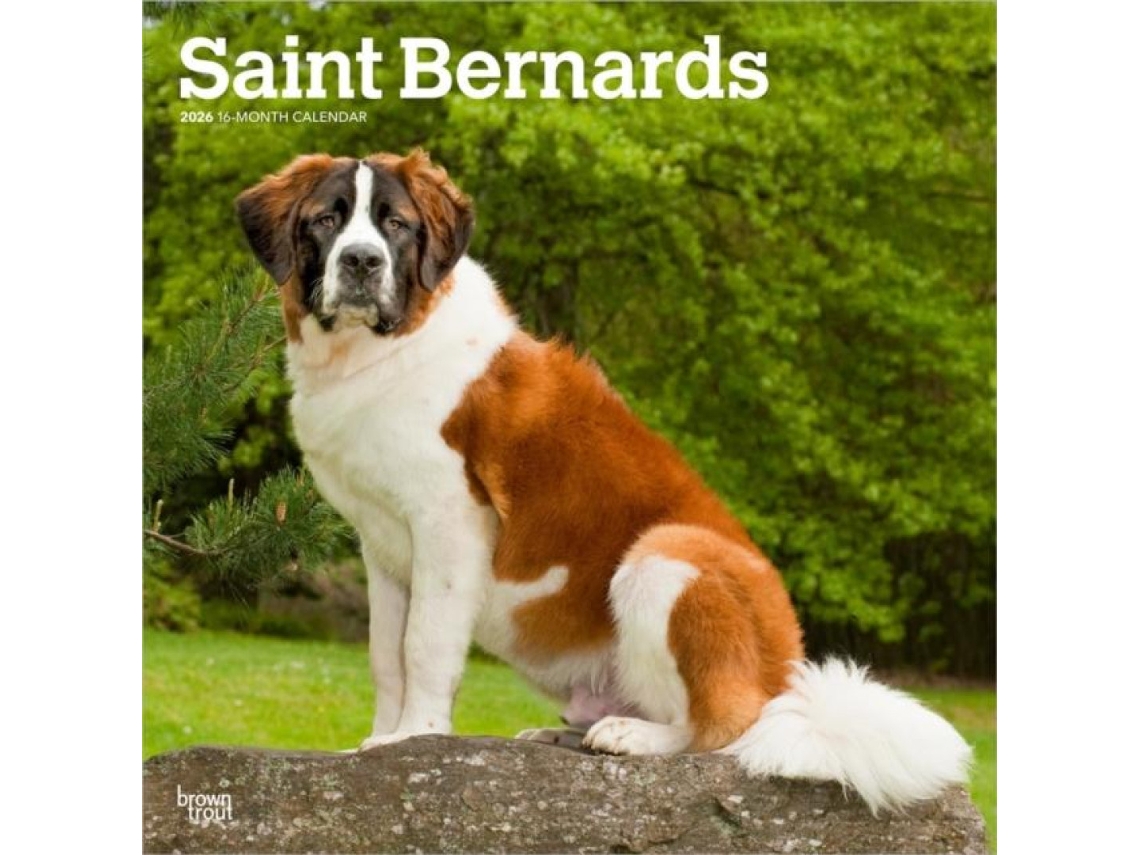 Livro Saint Bernards 2026 Square Flap Calendar de BrownTrout Books (Inglês)