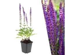 12 Plantas de Sálvia, Salvia Nemorosa 'ostfriesland', Cobertura Resistente, Perenes, Jardim PLANTS BY FRANK
