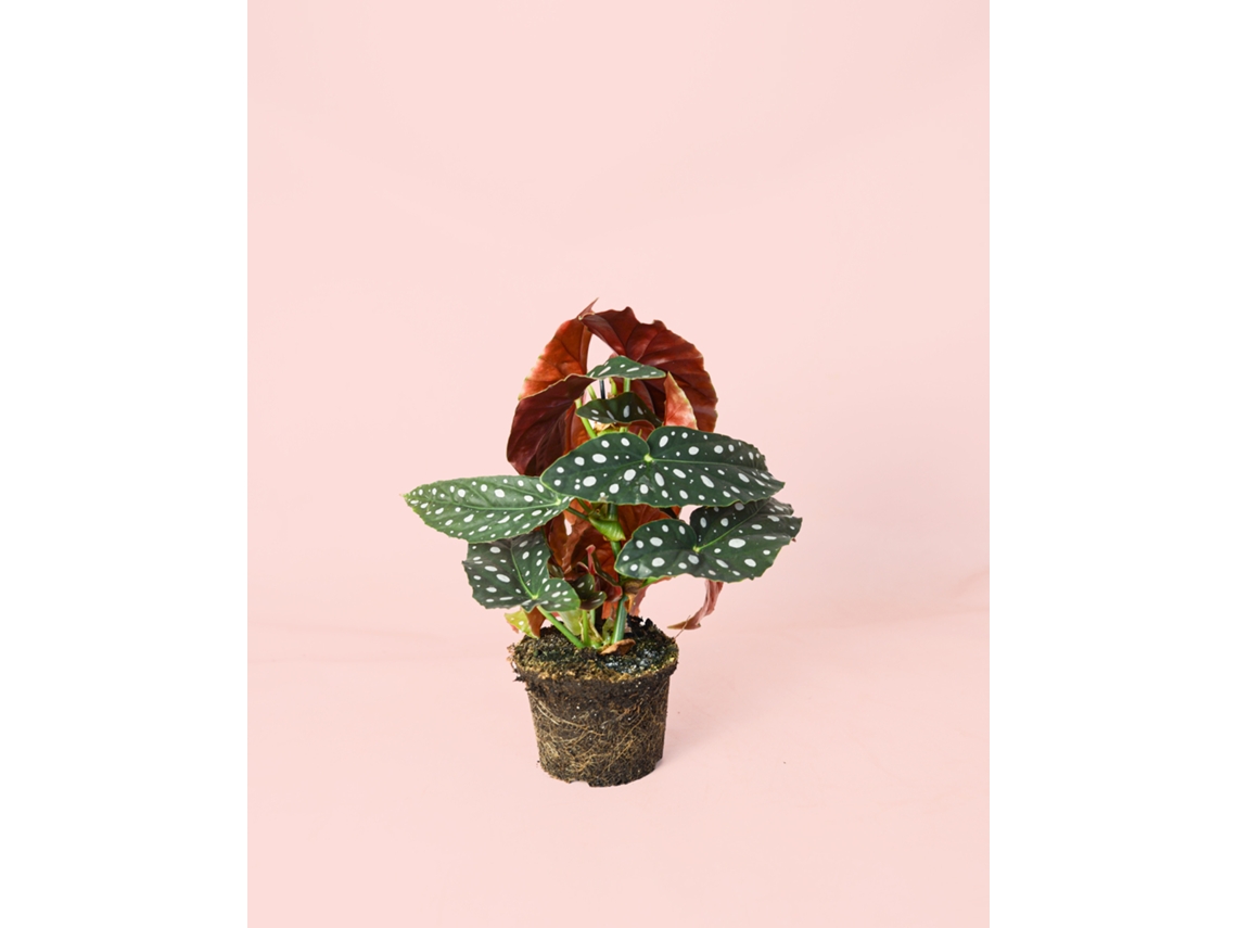 Begonia Maculata 14 Cm – Begônia De Pintas