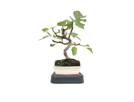 Pack Especial Rega Bonsai Figueira 7 Anos Ficus Carica Planeta Huerto Bonsái