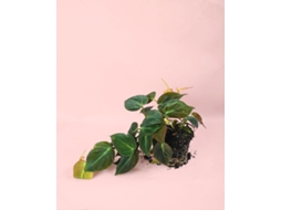 Philodendron Micans | Planta Natural Tropical De Interior Resistente E Purificadora | Pur Plant