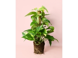 Potho Tutorizado | Planta Natural Tropical De Interior Resistente E Purificadora | Pur Plant