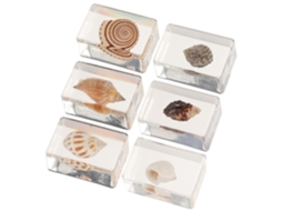 Conjunto de 6 Espécimes Marinhos Decorativos em Resina, Conchas Naturais para Ensino Biologia, Decoração Escri