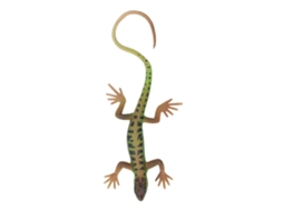 Mali estátua de Lagarto Brinquedo Simulado Presente Infantil Decoração Coleção Pl127 1511