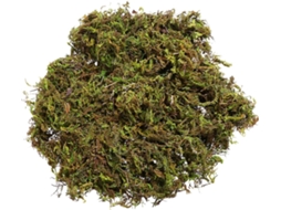 Kit Com 12 Plantas Artificiais De Musgo Para Vasos De Jardim, Plantas Verdes Artificiais E Ornamento Gokoco