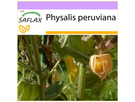 SAFLAX Cape Groselha / Baga Andina Physalis Peruviana 100 Sementes