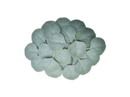 Três Aros de Folhas de Eucalipto Brancas, Pack de 50 LAXISCREED
