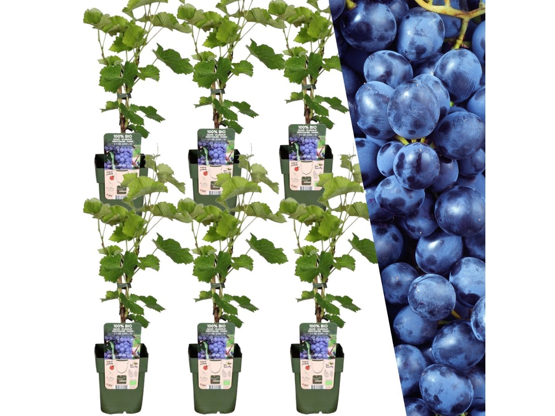 Plants by Frank | 6 plantas de uva | 100 plantas de frutas orgânicas | Uvas | Plantas de jardim | Plantas resistentes para o jardim