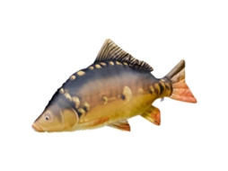 GABY The Carp Giant