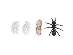 Mali brinquedo Educativo Ciclo de Vida Inseto Vinil Formiga Mosquito Modelo M4183