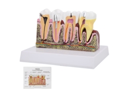 Modelo Anatomico de Dentes Odontologico | S/MARCA