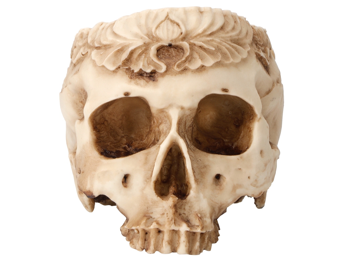 Vasos De Crescimento Calavera Da Laxiscreed Para Plantas Robustas E Duradouras