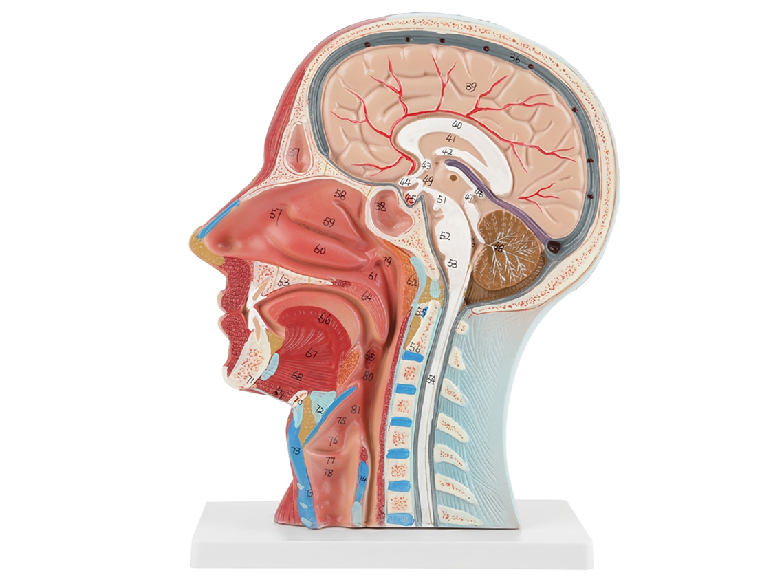 Modelo de Estudo de Seção Mediana Cabeça Cérebro Pescoço Tamanho Real Anatomia Médica