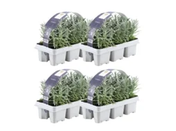 Lavanda azul perfumada 24 Lavanda angustifolia - plantas de lavanda resistentes - lavanda verdadeira - plantas de jardim - 24 x Ø7 cm - 15 cm