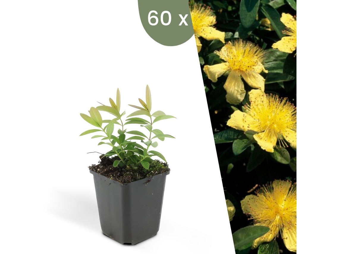 | 60 Plantas De Erva De São João | Hypericum Calycinum | Cobertura Do Solo Hardy | Perenes Hardy | Plantas De Jardim Hardy Plants By Frank