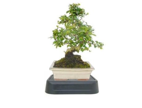 Pack Especial Rega Bonsai Carmona Microphylla 8 Anos