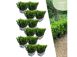 72 plantas de sebe de fuso verde | Euonymus japonicus Green Spire | Substituição de buxo | Plantas de sebe resistentes