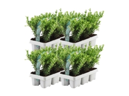 24 Azevinho | Plantas de sebe resistentes | 24 x Ø7 cm - 15 cm Ilex crenata Jenny | Plantas de sebe | substituição de buxo