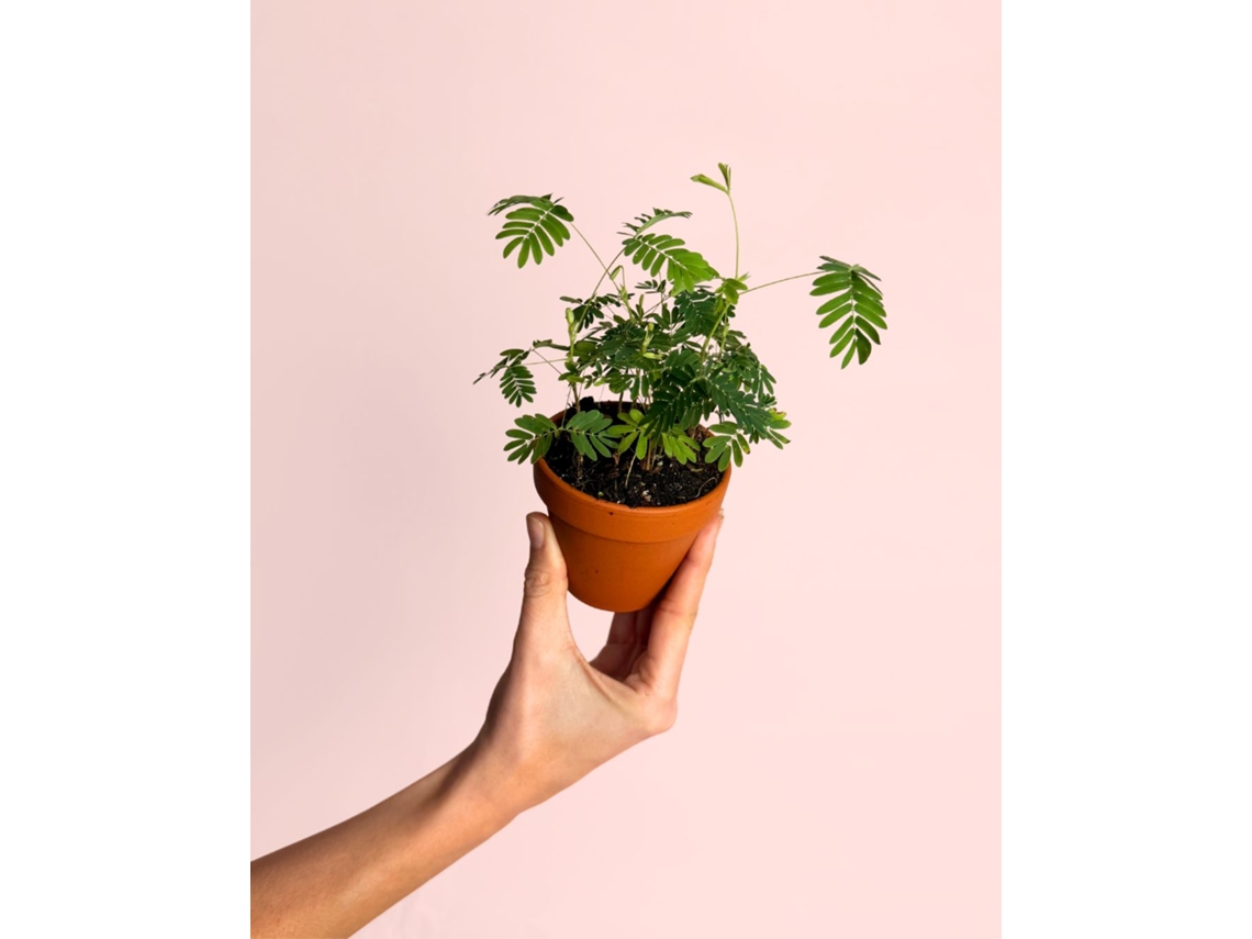 Mimosa Púdica com Vaso de Terracota - Planta Sensitiva - PUR PLANT