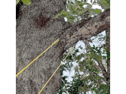 Sierra De Cadena Con Cuerda Para Árboles De 48 Pulgadas De Alcance Alto Doble Hoja Portátil