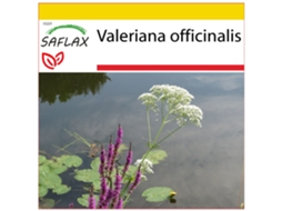 SAFLAX Conjunto de Cultivo Valeriana Valeriana Officinalis 200 Sementes com Mini Estufa Substrato de Cultivo e 2 Vasos
