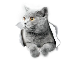 2026 adesivos de Parede de Gato de Pelo Curto Britânico Stickers 3d para Banheiro Carro Janela Para choque 2 Peças