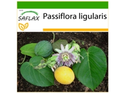 SAFLAX Granadilha Doce Passiflora Ligularis 20 Sementes com Substrato de Cultivo Livre de Germes