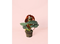 Begonia Maculata 14 Cm – Begônia De Pintas