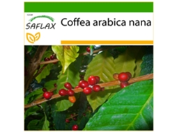 SAFLAX Arbusto de Café Anão Coffea Arabica Nana 8 Sementes com Substrato de Cultivo Livre de Germes