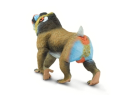SAFARI Mandrill