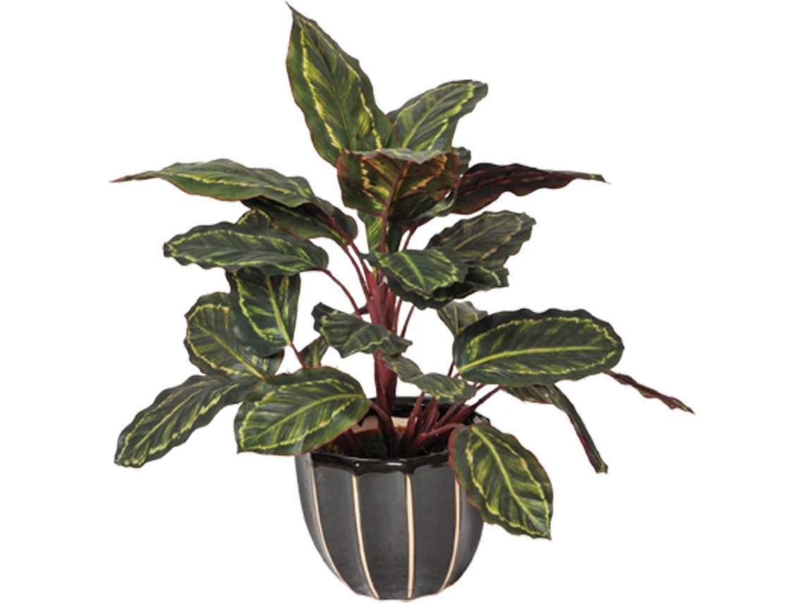 Planta Artificial CATRAL Calatea Cebra (49 cm)