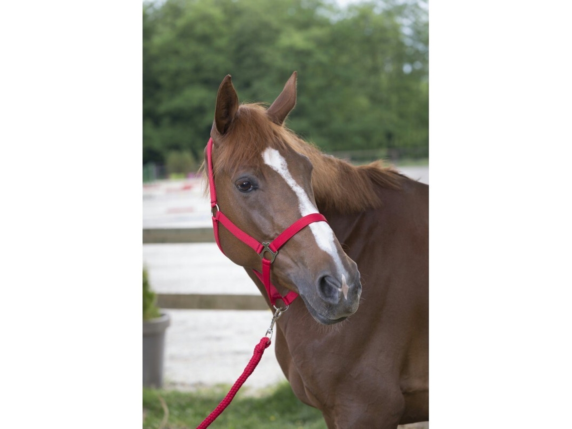 Cabresto para cavalos Riding World Club