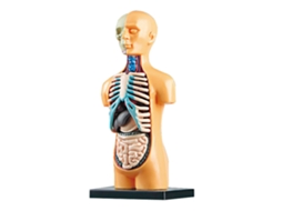 Kit De Aprendizagem De Anatomia Humana Com Modelo De Órgãos E Esqueleto Para Educação Stem E Aula