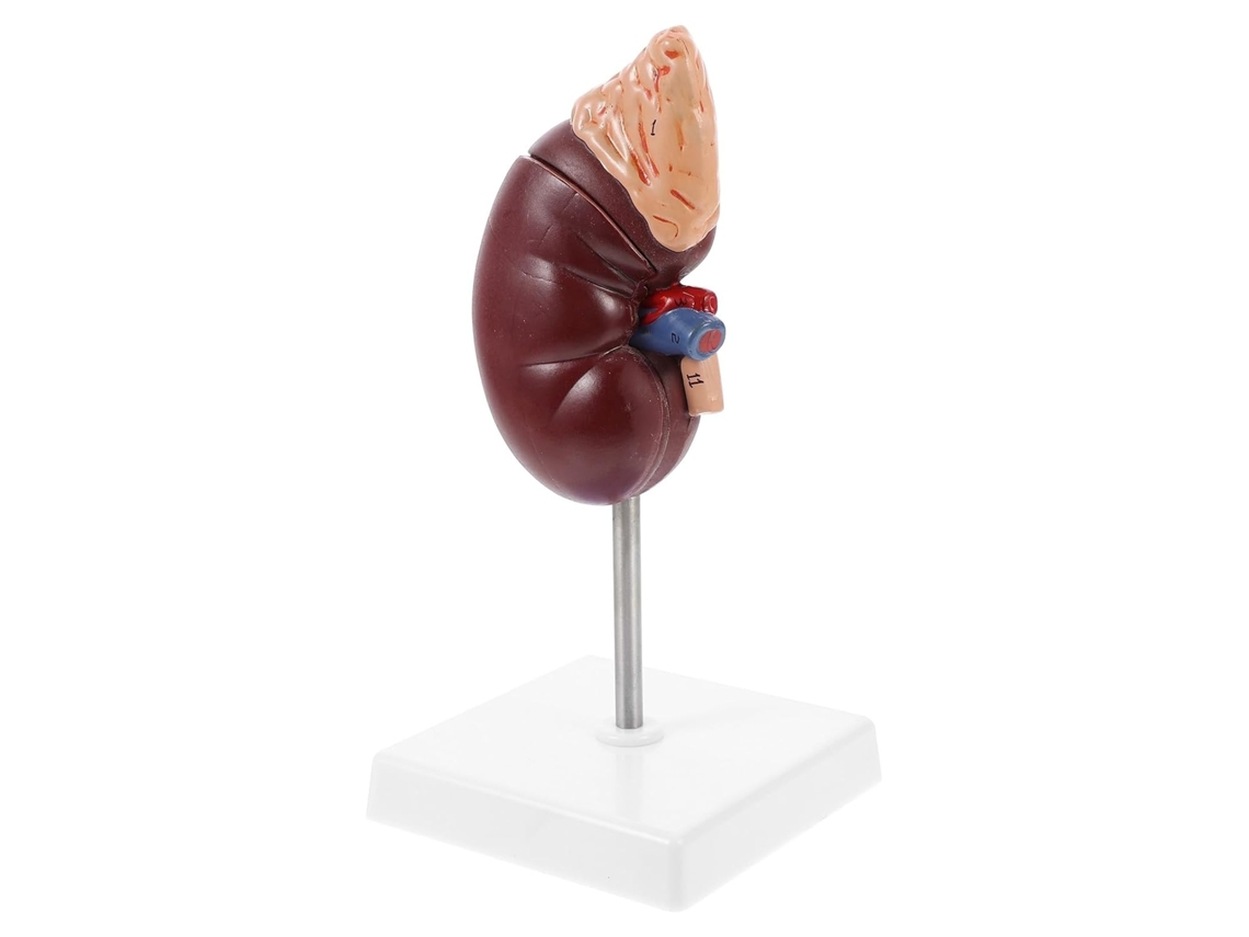Modelo Anatômico De Rim E Glândula Adrenal Em Plástico, Escala 1:1.