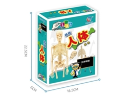 Kit Stem Brinquedo Educativo Infantil, Jogo De Cincias Stem, Esqueleto Humano Montado, Anatomia, Rgo, Kit De Brinquedos Sseos Lurelia