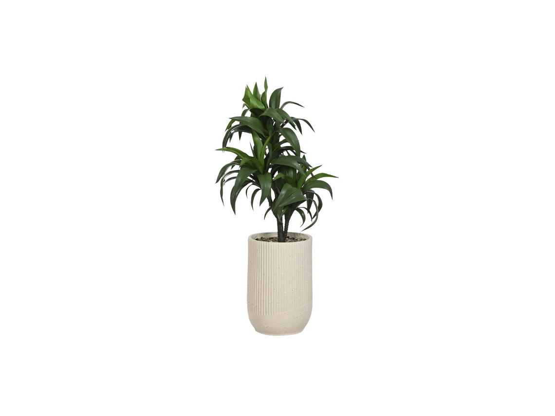 Planta Decorativa Home Esprit Resina Polietileno 50 X 50 X 102 Cm